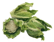 caulis.jpg caulis.jpg