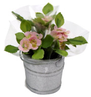 flowers.jpg flowers.jpg