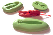 lobster.jpg lobster.jpg