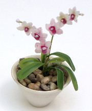 orchid.jpg orchid.jpg