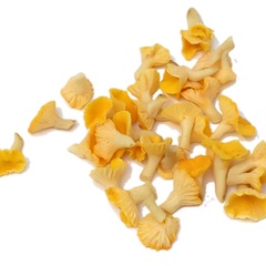 Image of Chanterelle Mushroom, Single